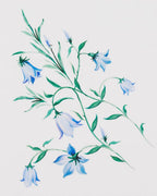 Eton White Bluebells Print Signature Twill Shirt